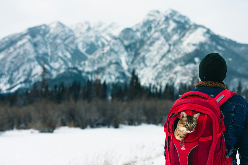 Taking Pets to China and Back: A Guide for UK Travellers