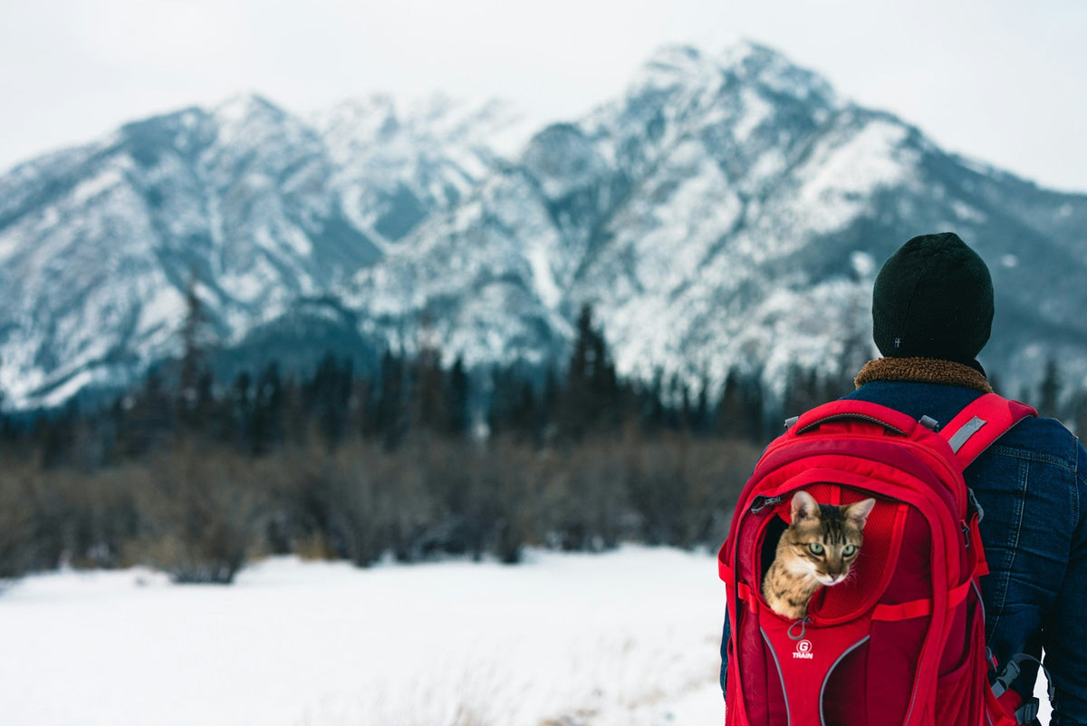 Taking Pets to China and Back: A Guide for UK Travellers