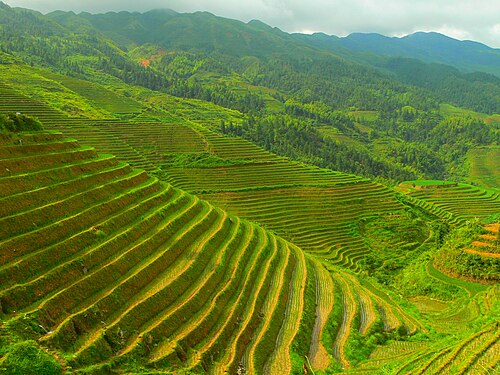 Longji Rice Terraces & Ancient Zhuang Village Day Tour from Guilin
