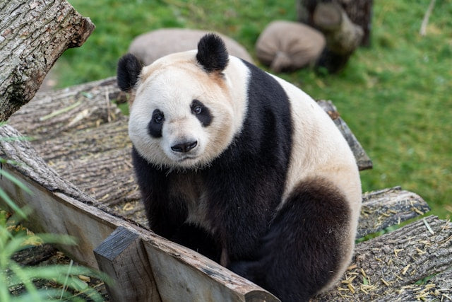 Chengdu Panda Base & Leshan Giant Buddha Day Tour with Tickets