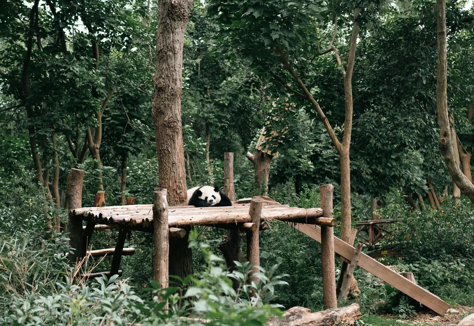 Chengdu Panda Base & Leshan Giant Buddha Day Tour with Tickets