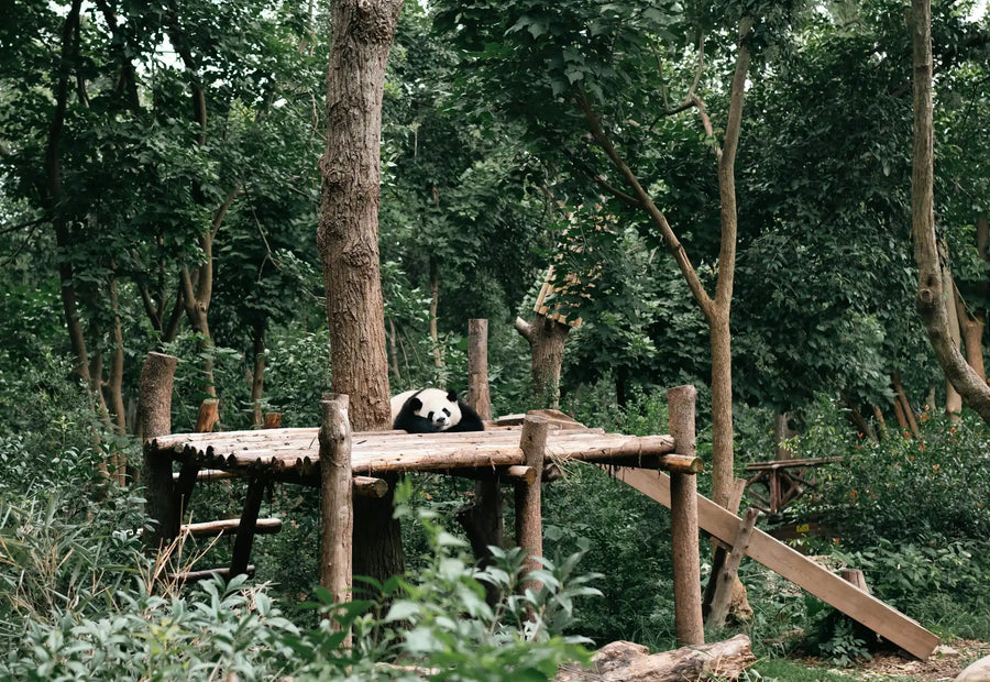 Chengdu Pandas & Leshan Giant Buddha Day Tour